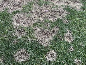 Hópenész a gyepszőnyegen